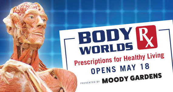 BODY WORLDS RX at the Discovery Museum